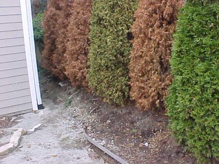 Dead Arborvitae due to drainage issue