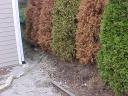 Dead Arborvitae due to drainage issue