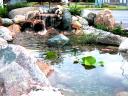 Waterfall - Irvington Pet Clinic