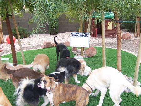 Artificial Turf Dog Run 2