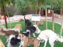 Artificial Turf Dog Run 2